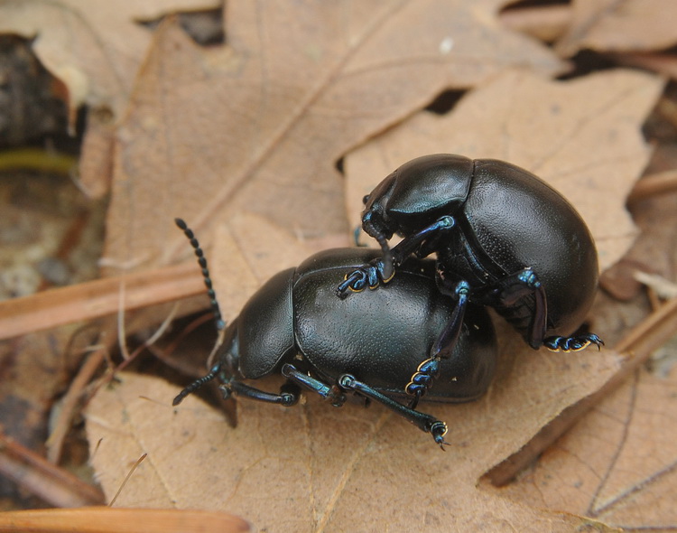 Timarcha nicaeensis